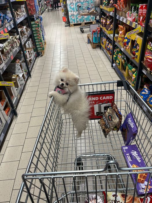 Женски мини померан