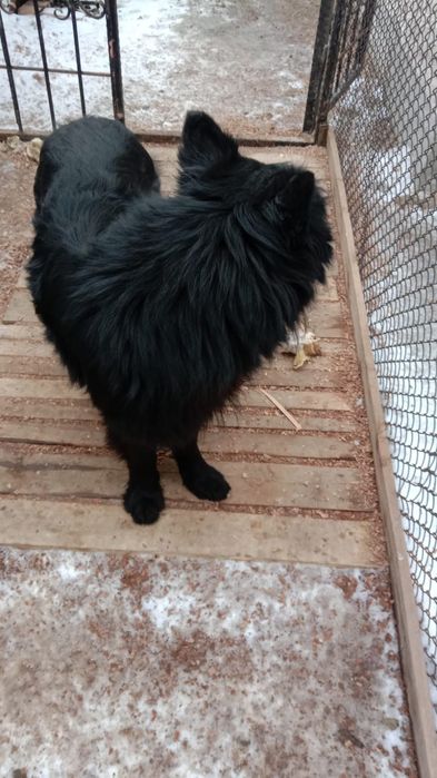 Ищем подругу для вязки