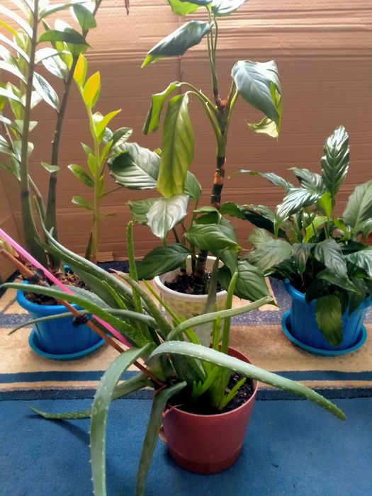 Комнатные растения