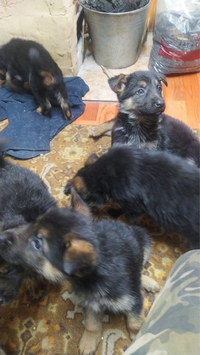 Щенки немецкой овчарки