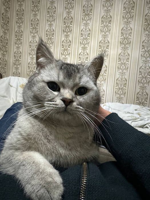 Кошка Кошки Котята