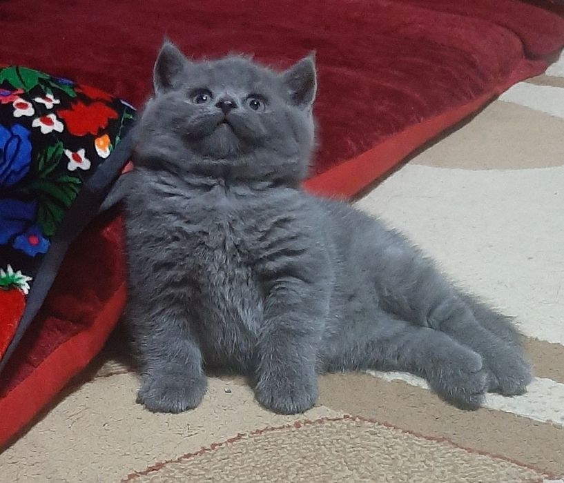 Zotdor mushuk bolasi