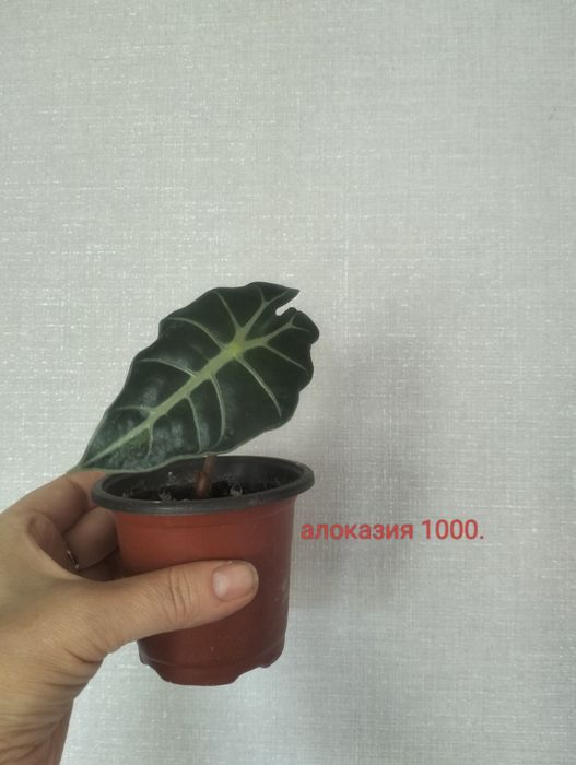 Комнатные растения.
