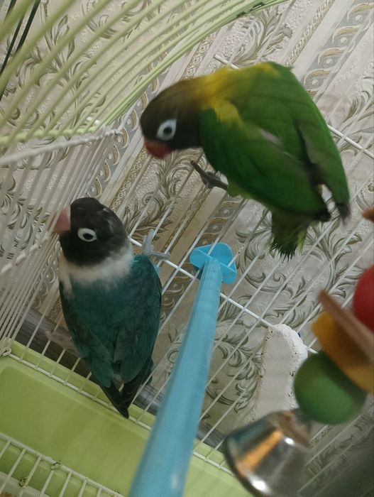 Продам папугай неразлучный