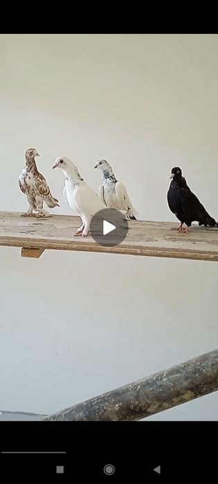 Сотилади кафтар уйинчи