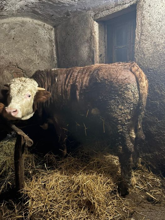 Vând vacă +tauras 7 luni sănătoși