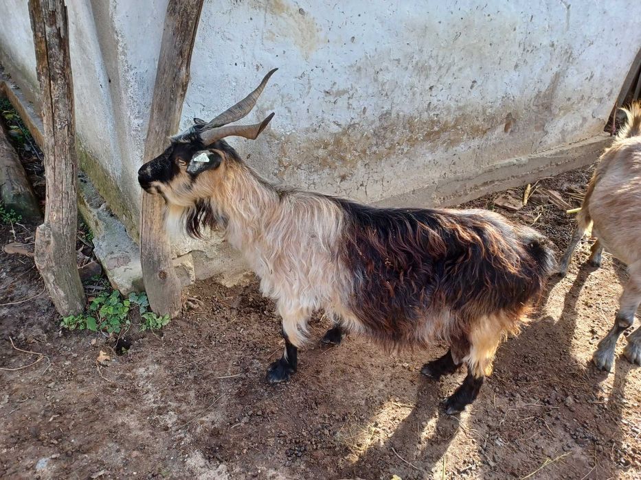 Capre și țap roșu de vânzare