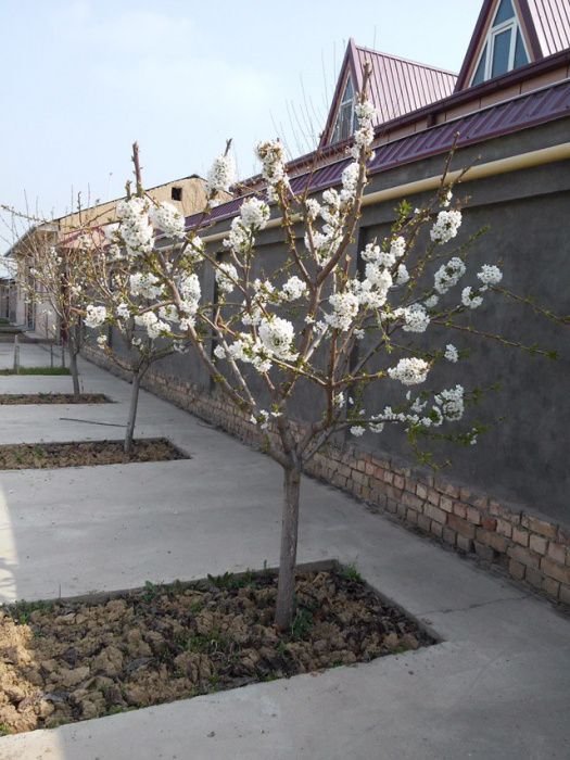 Hovli sotiladi. Мебель ва жихозлари билан! Уй эгаси!