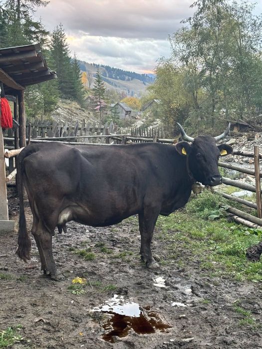 Vand  vaca gestanta