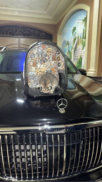 Британский фолд кошка