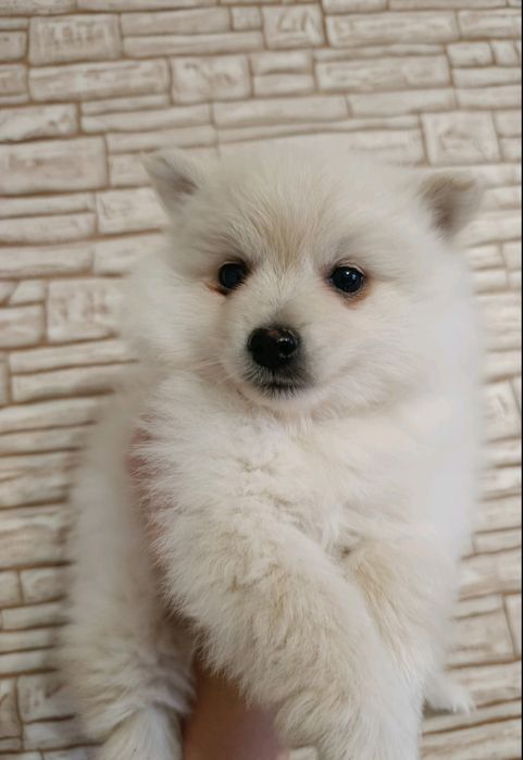 Среден немски шпиц