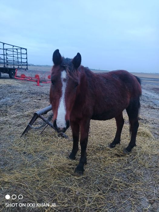 Продам кобылу жрёбую