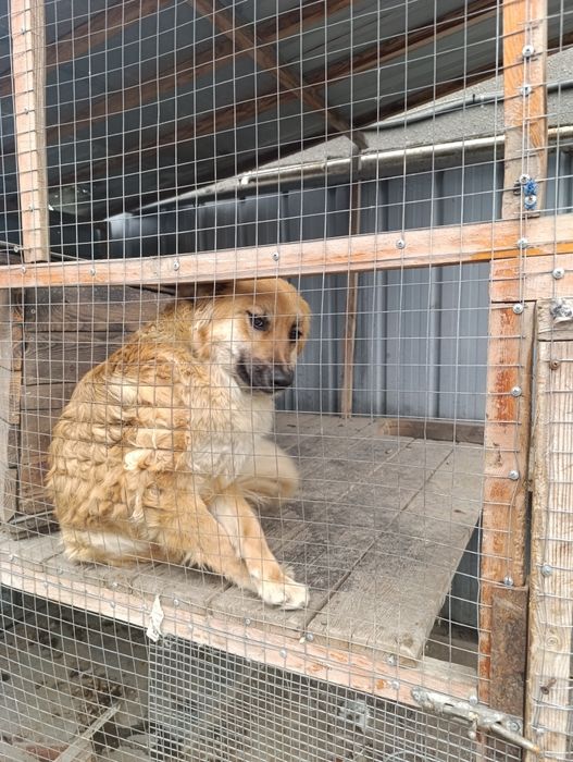 Овчарка смешанная