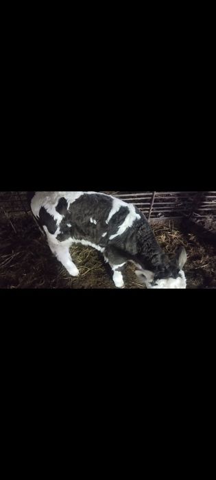 Продаются коровы