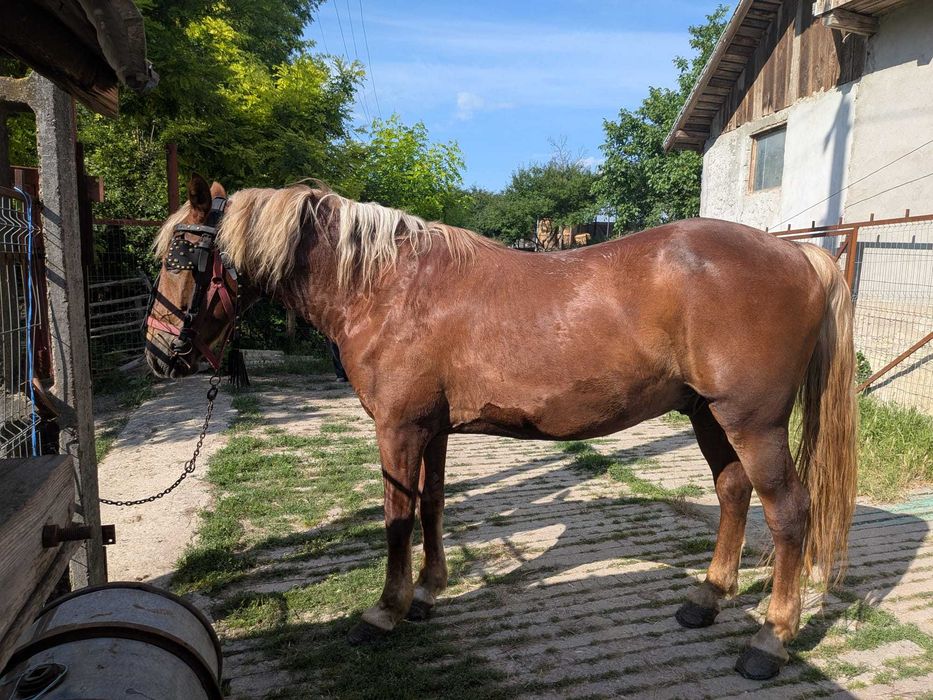 Vând cal talie mare, 10 ani, blând, fără defecte, merge și la căruță de unu și de doi. 0787325265