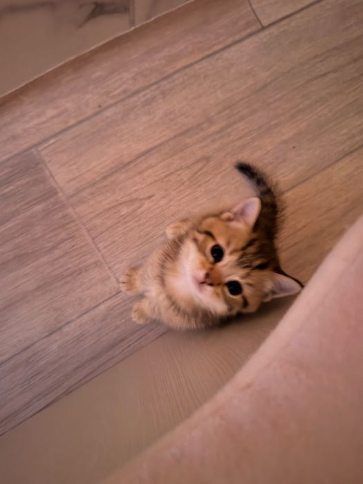 Шиншила  котенок мальчик