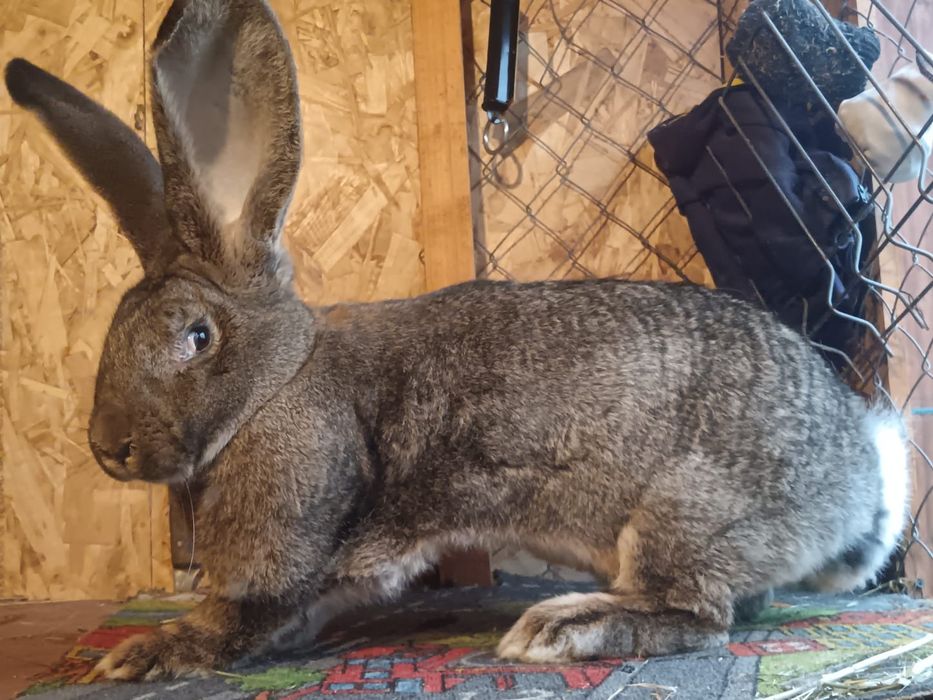 Iepuri uriaș german