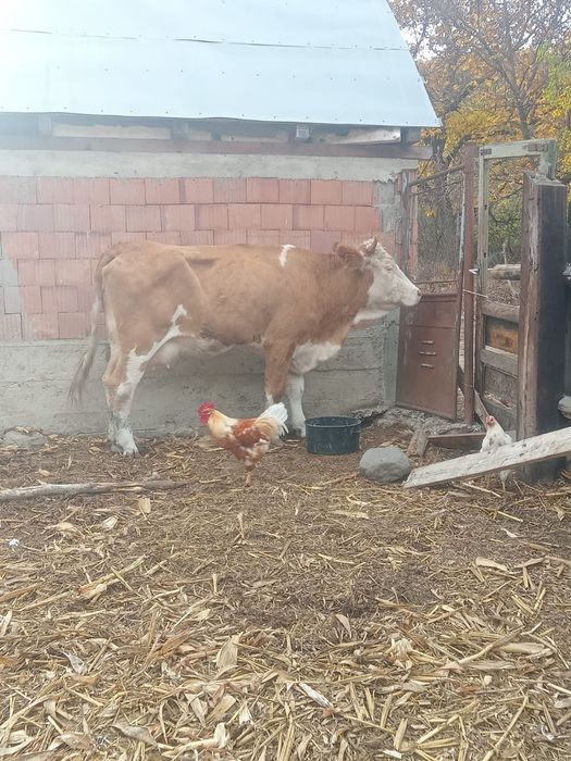 Vand vaca de sacrificat
