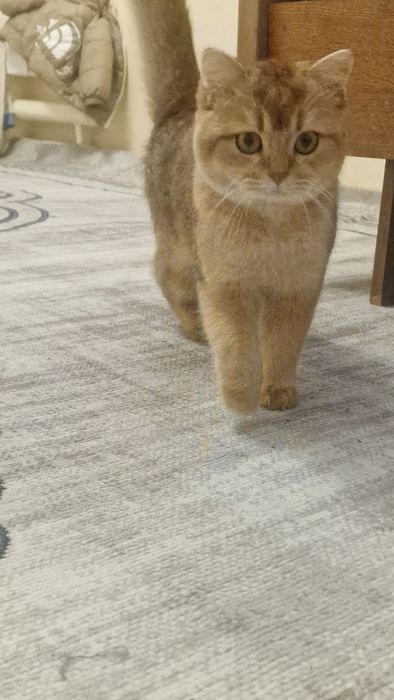 Золотая шиншилла