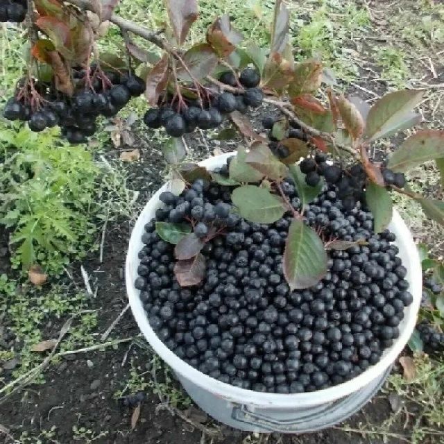 Черноплодная рябина дачная