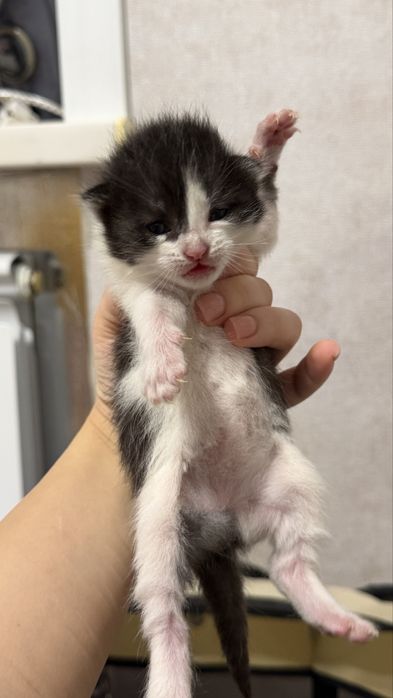 Срочно Отдам котят в добрые руки