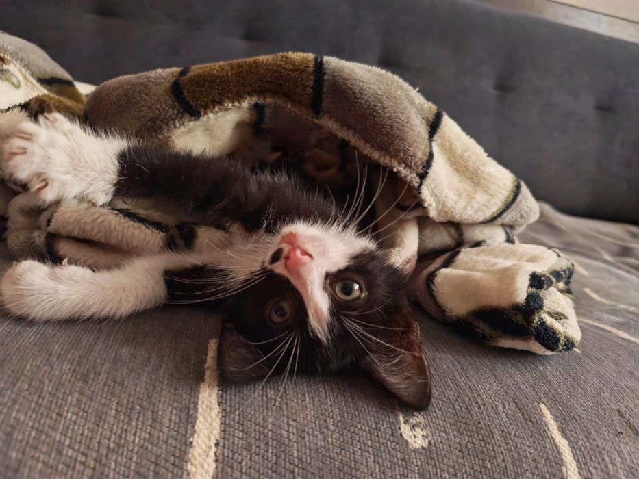 Котенок в добрые руки, ищет хорошую , любящую семью