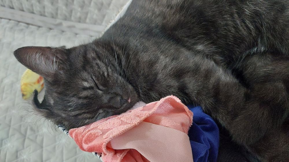 Отдам кота  в добрые руки