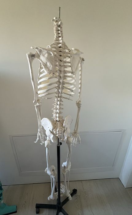 Schelet anatomic uman