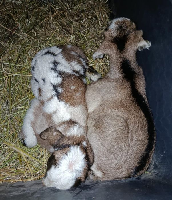 новорожденные козлята