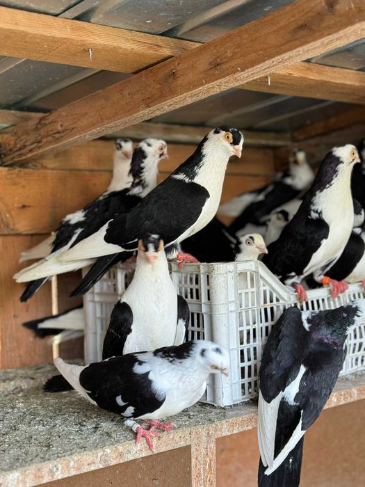 Vand porumbei jucatori de Galati, Galateni,
