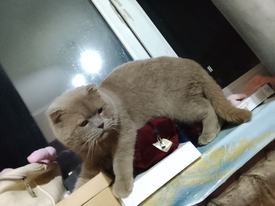 Продам чистокровного котика