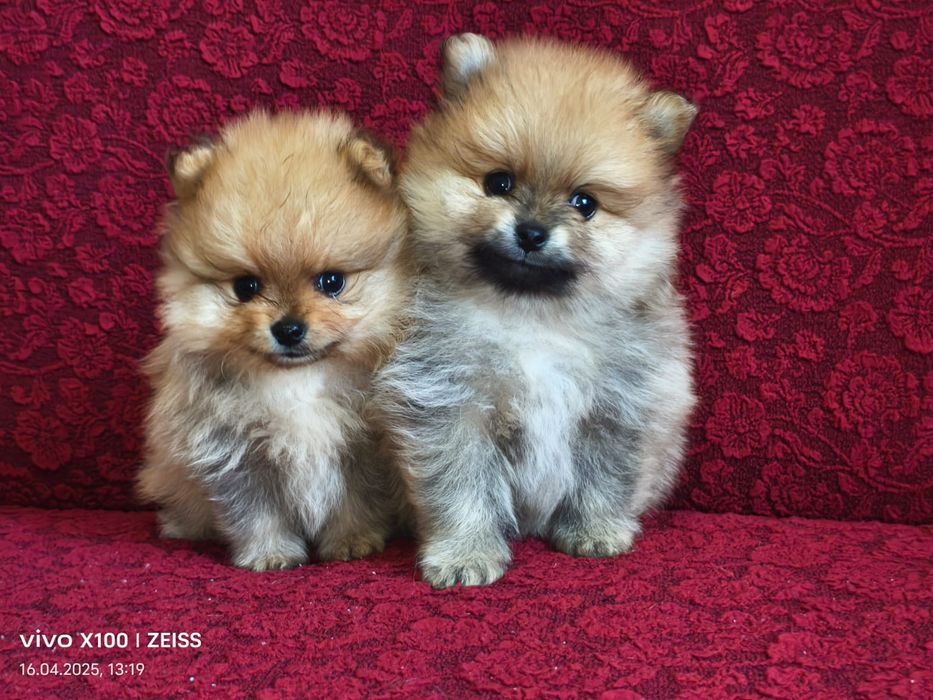 Очаровательные щенки шпица.