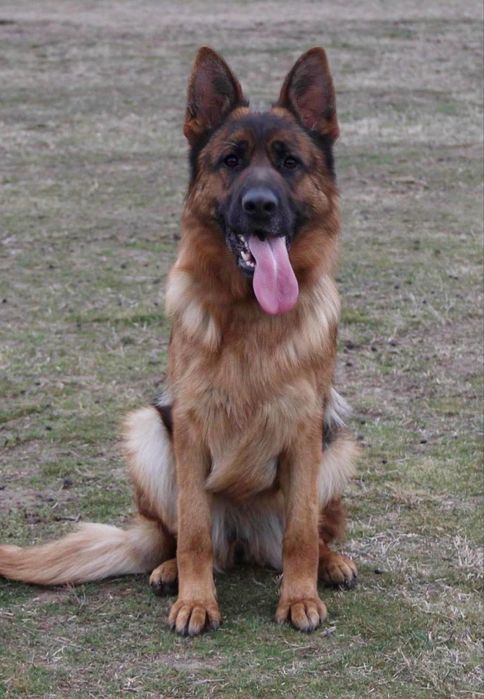 Femeluta Ciobanesc German de top cu arbitraj