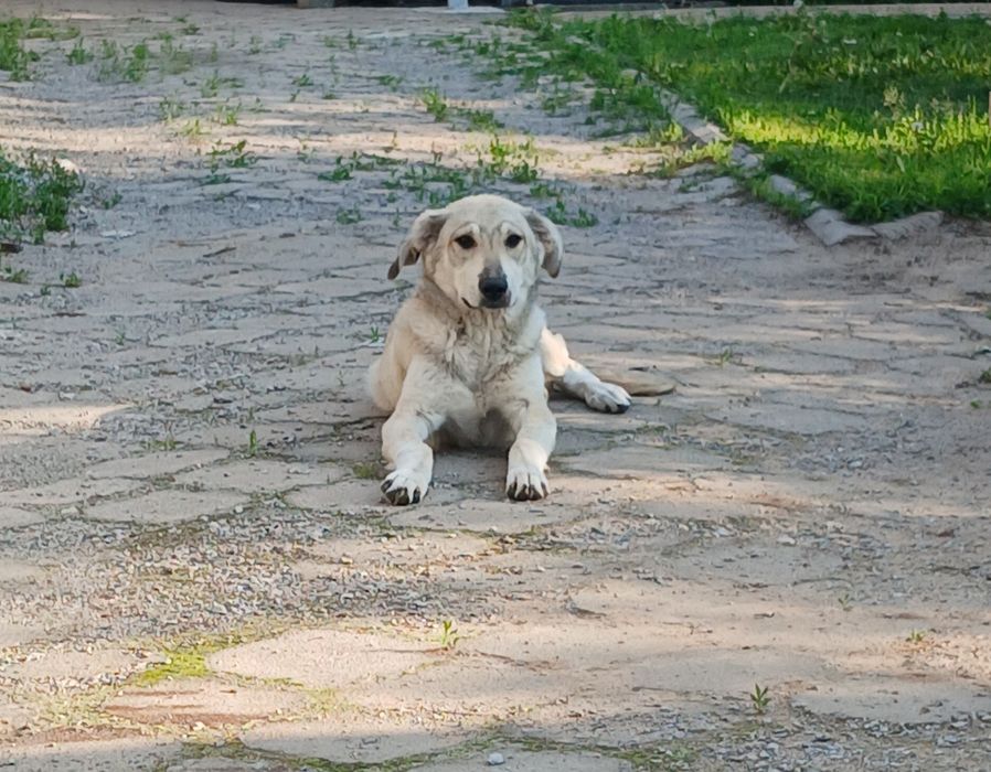 Отдам собаку в добрые руки. СРОЧНО!