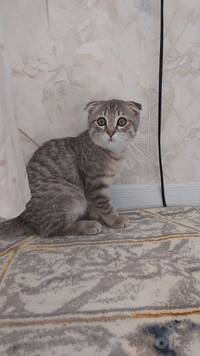 Шотландский вислоухий котенок (Скоттиш-фолд), мальчик