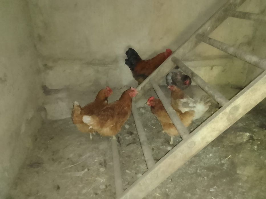 Продам не дорого куриц