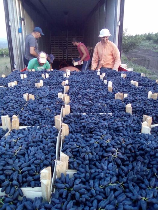 xar xil turdagi mevali kochatlar