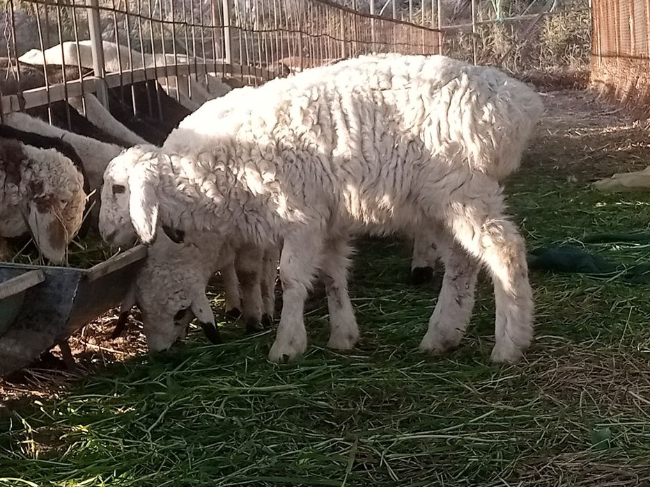 2 ta qochqorcha sotiladi shirboz