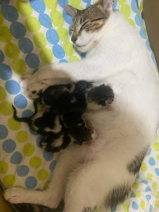 Котята и их мама ищут дом!