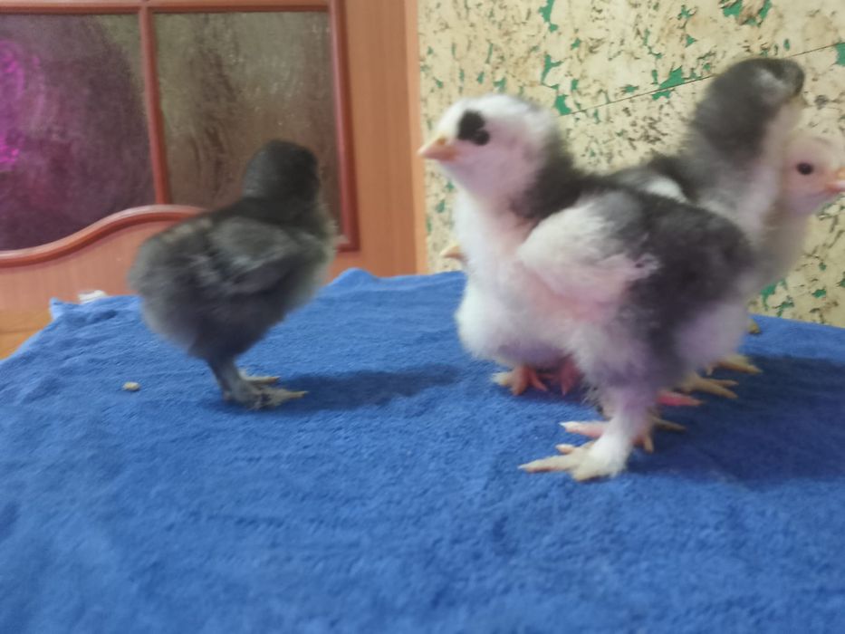 Продам недельных цыплят