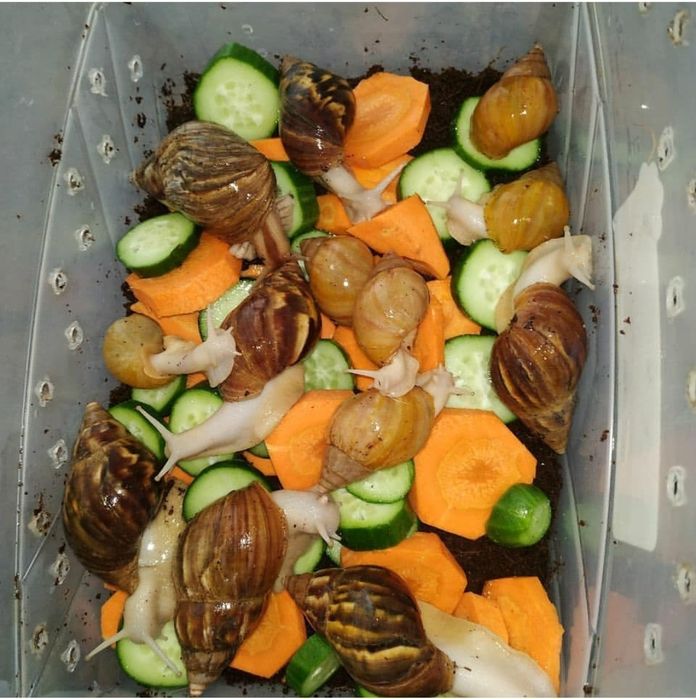 5 6 sm Ulitka Fulika Panterkalar sotiladi