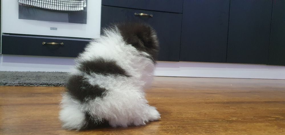 Pomeranian băiețel special