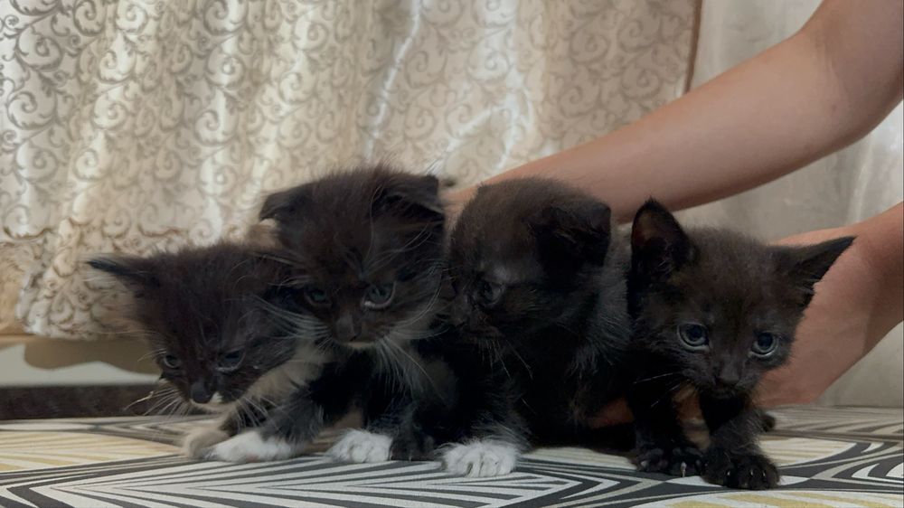 Отдам котят в добрый руки