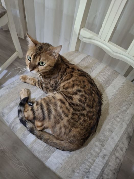 Продам кошку бенгал