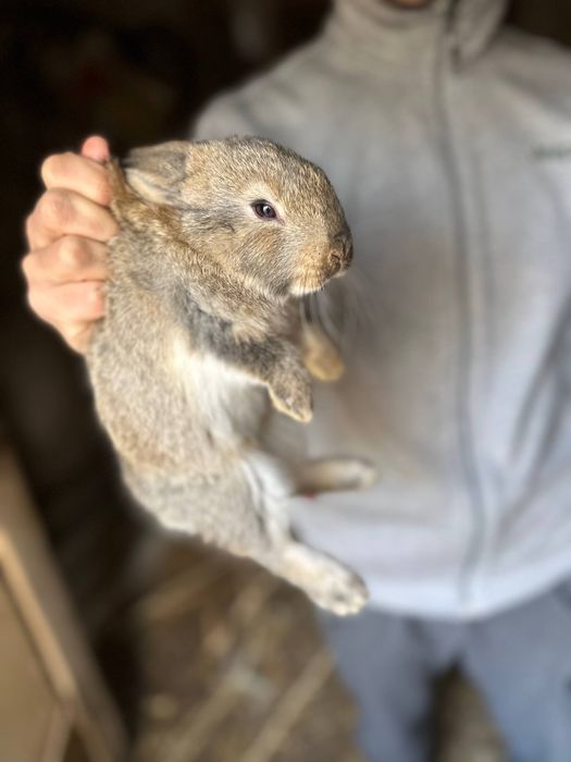 Quyon va quyon bolalari