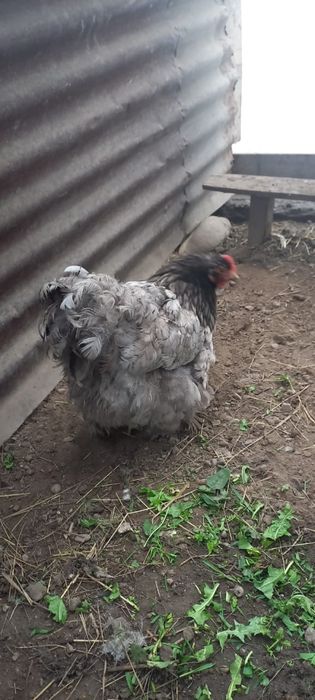 Продам кур джерсиский гигант и кохенхин