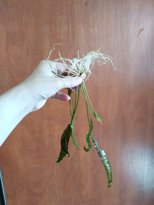 Продам аквариумное растение Криптокарина