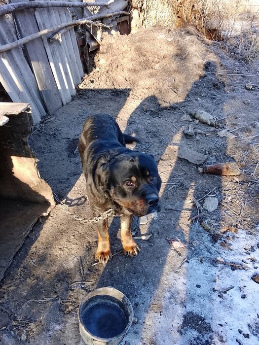 собака Мастиф и Ротвейлер