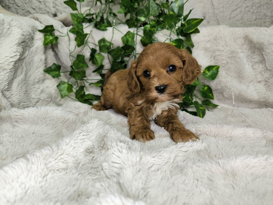 Vand baietel Cavapoo F1