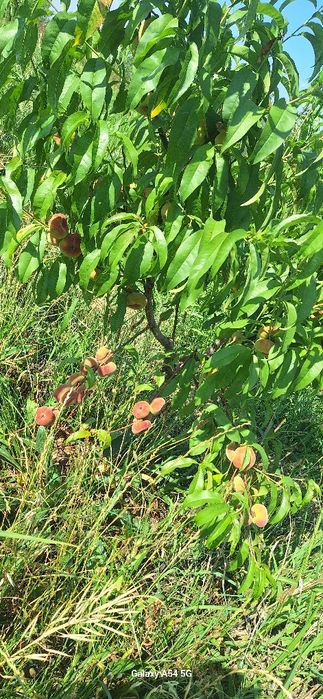 5 гектар бог сотилади